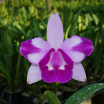 Cattleya intermedia